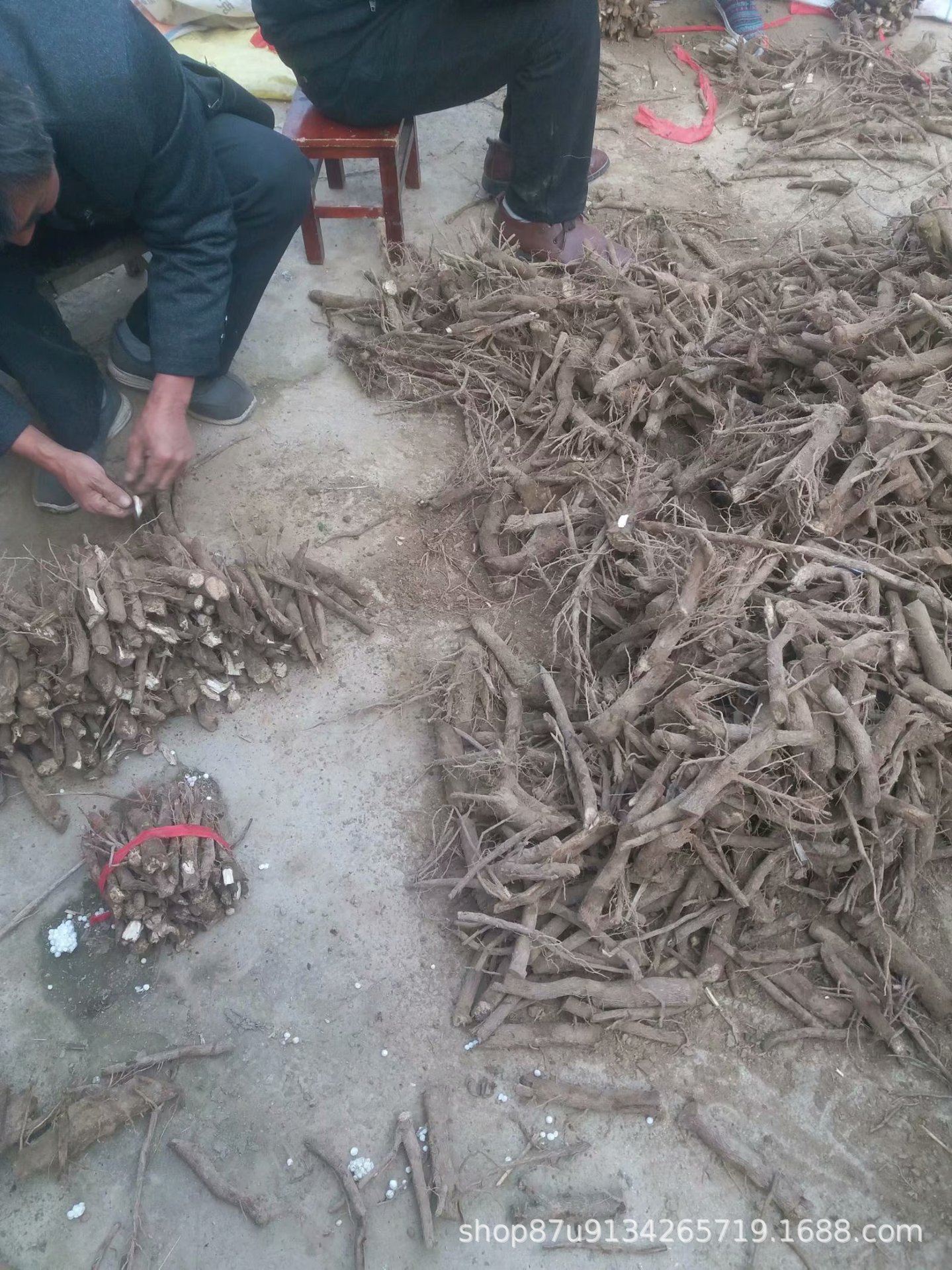 桐树根厂家