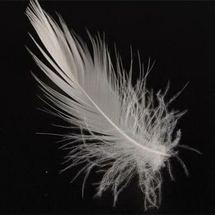 厂家水洗白鸭毛片 高品质白鸭毛 2-6cm鸭毛片 水洗毛 沙发填充物