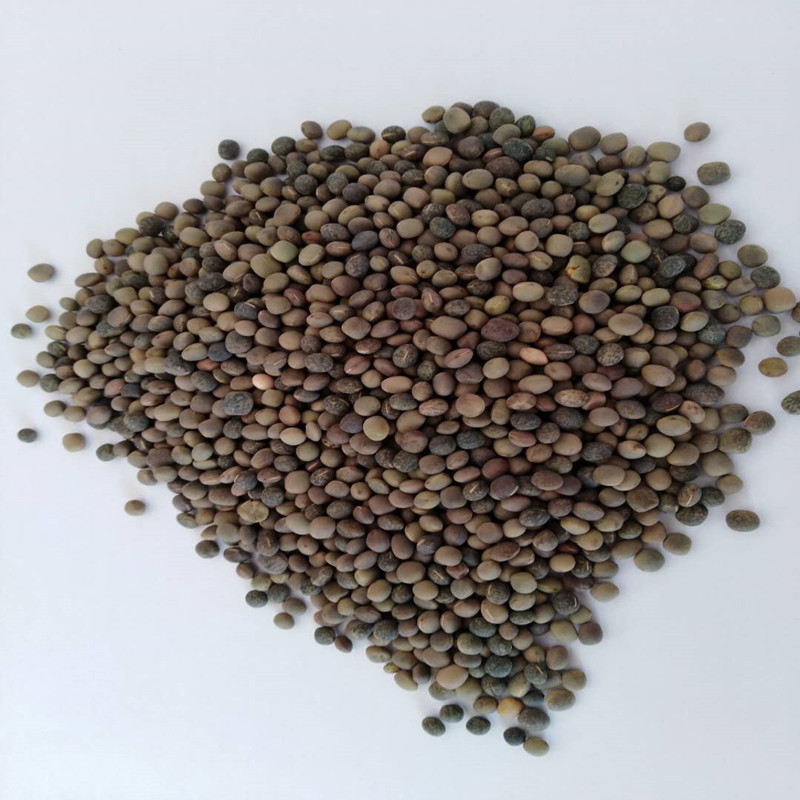 批发箭舌豌豆 箭筈豌豆种子箭舌豆 建设豌豆种籽绿肥种子产地供应