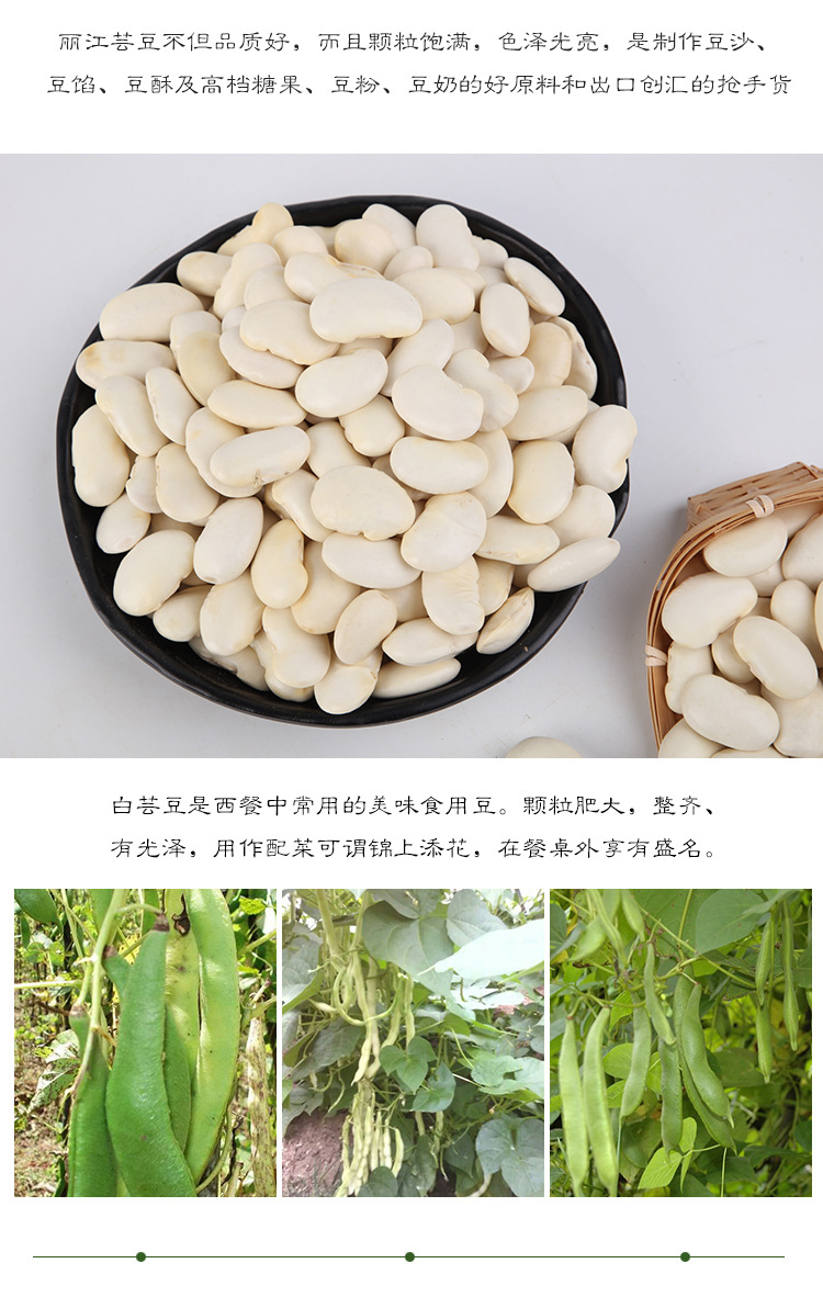 云南高原特色白芸豆大白豆散装豆类杂粮大豆子豆浆原料干货供应