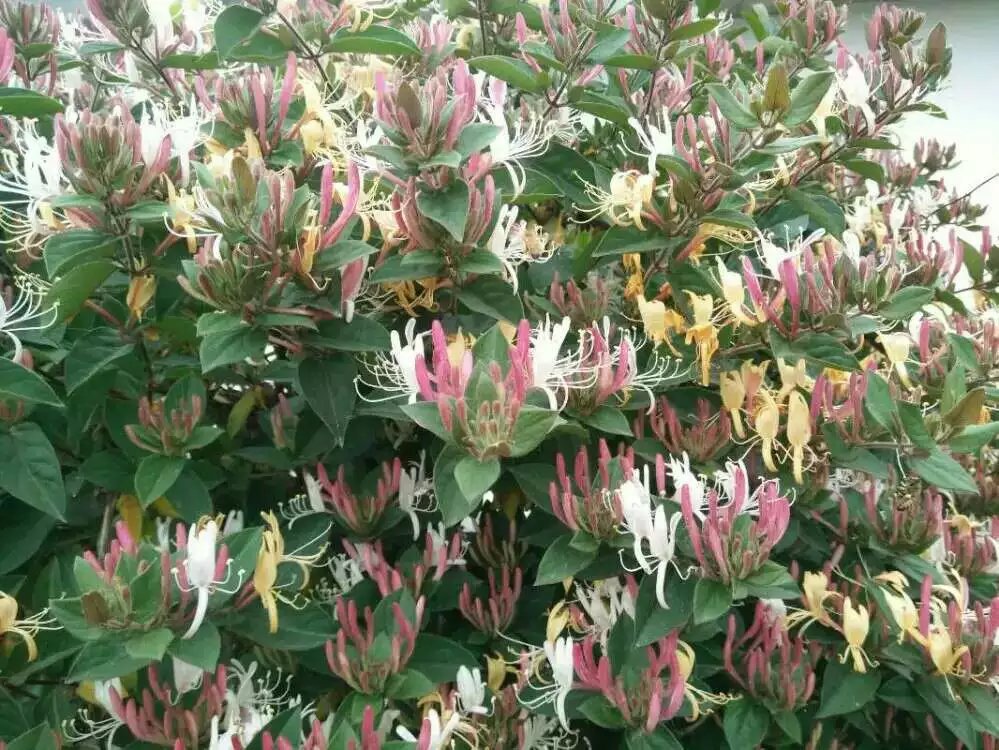 观赏性红色五彩金银花 五彩红色金银花培育 绿化树形四季金银花