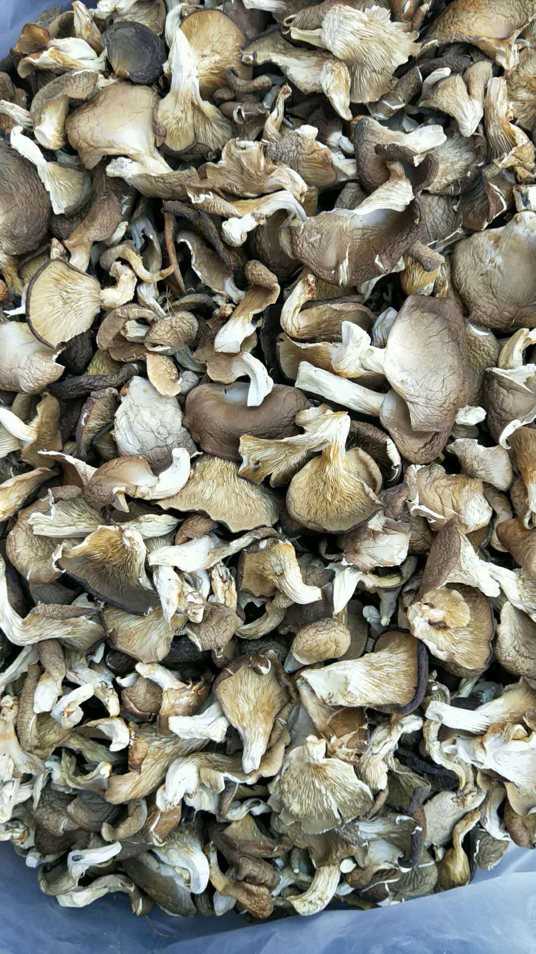 云南特级鲍鱼菇 鲍鱼菇干货批发 产地直销