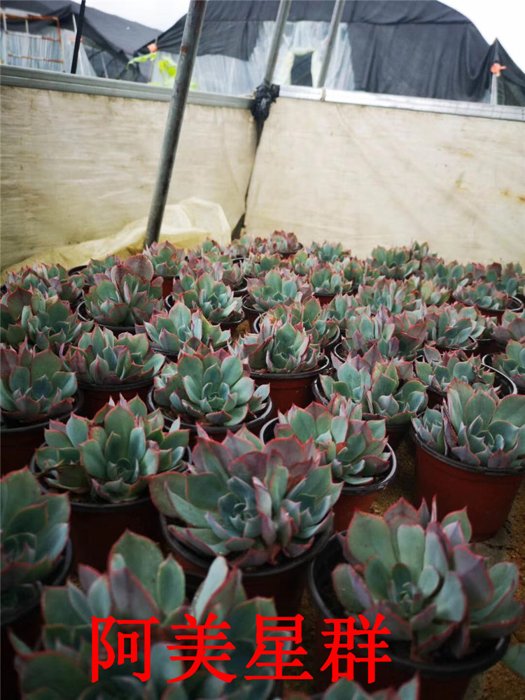0882多肉植物基地直销 阿美星群10cm盆3-6头混发多肉爆盆品种限量