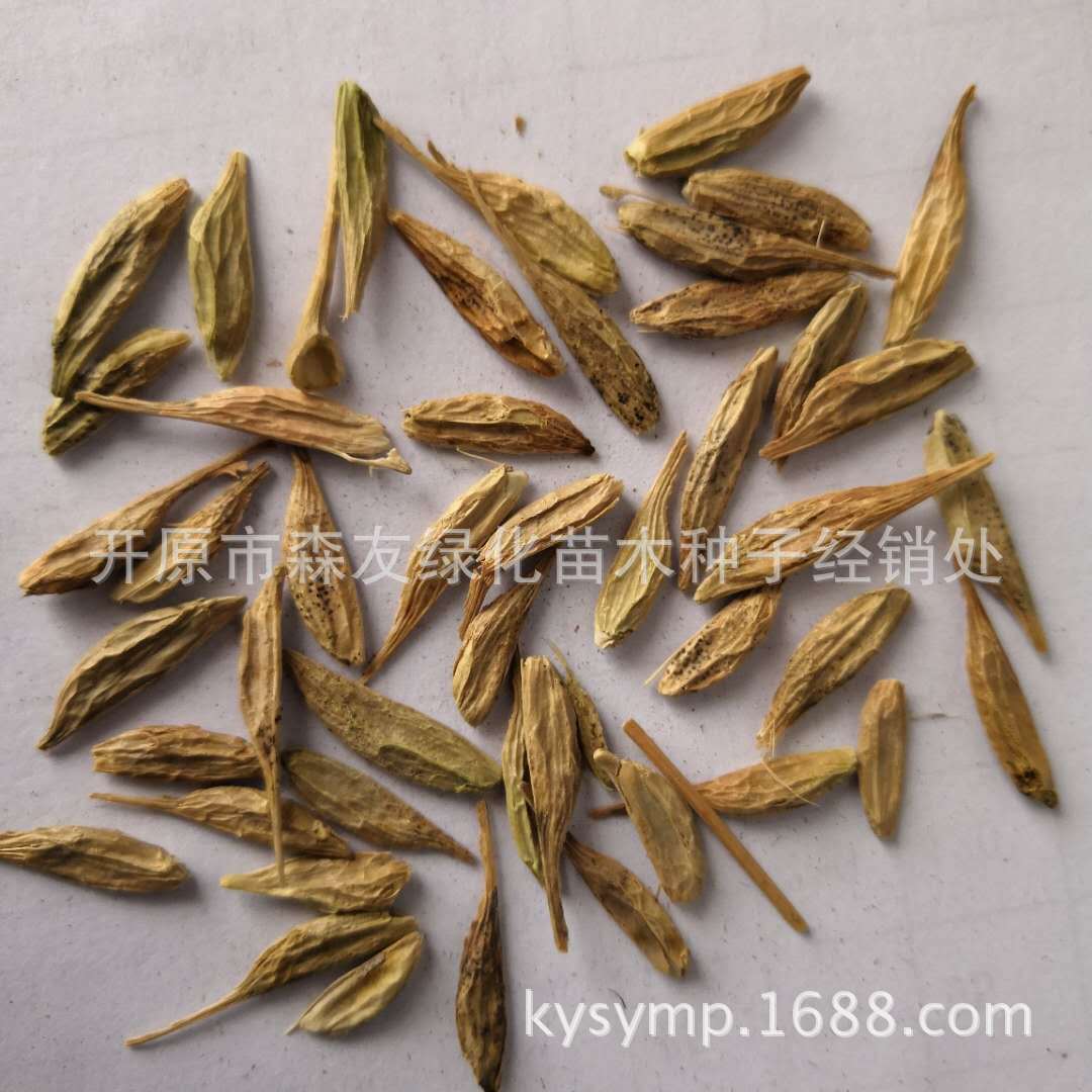 糖槭种子批发商 大量糖槭种子 复叶槭种子价格 糖槭小苗