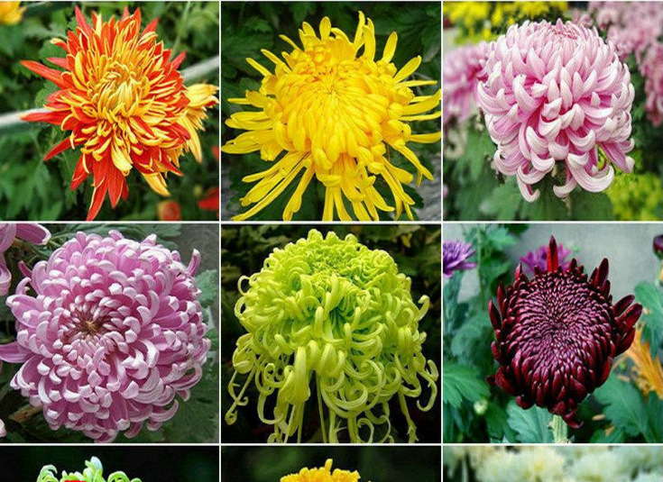 盆栽菊花菊花苗四季菊花菊花小苗当年开花多个品种泡茶