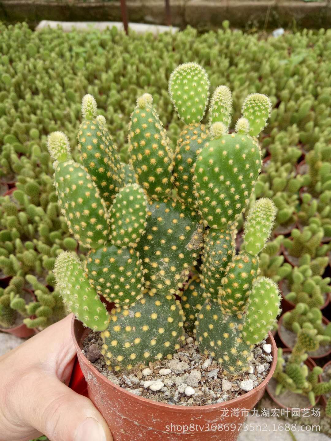 宏叶花卉 黄毛掌仙人掌 景天多肉 景观 盆栽多肉沙生植物自产自
