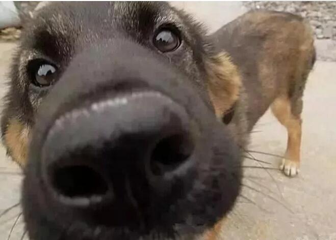 当狗狗伸头向你对大鼻子对着你-----你在干嘛! - 阿里巴巴专栏