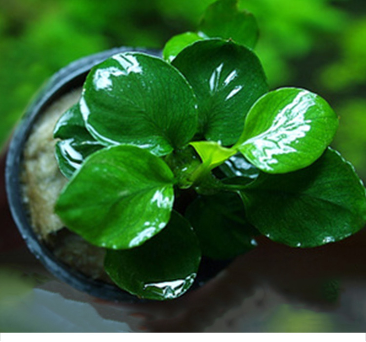 鱼缸造景水榕水草活体金钱榕淡水四季植物增氧水草批发一件代发