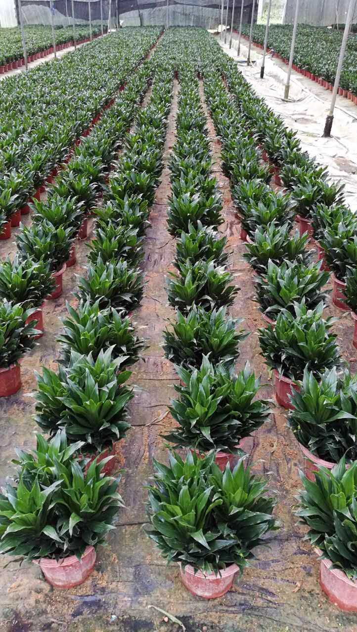 批发厂家直销e型高脚角盆基地种植盆