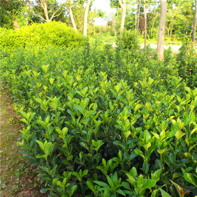 法国冬青冬青树苗大叶灌木丛生法国冬青庭院绿篱篱笆苗北海道黄杨