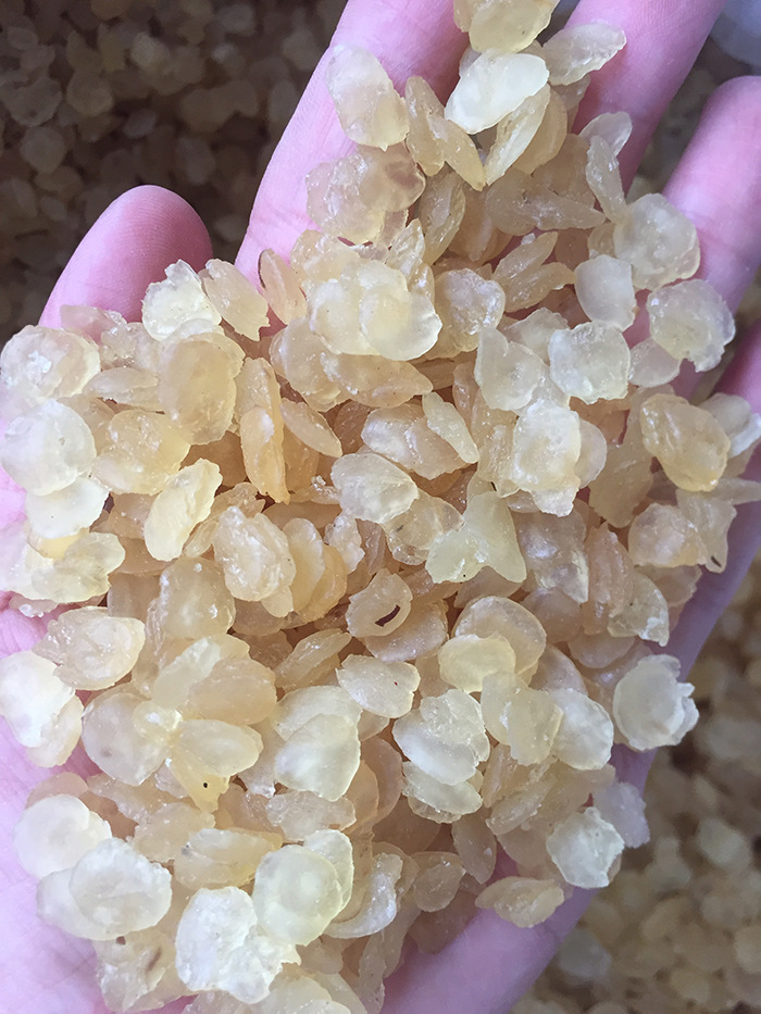 皂角米源头批发 电烤单荚雪莲子双荚500g一件代发分销