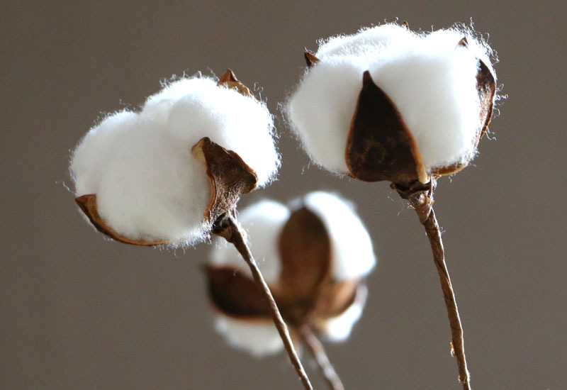 棉花干花 优质单支干花棉花天然棉花头铁杆棉花花束工厂现货批发