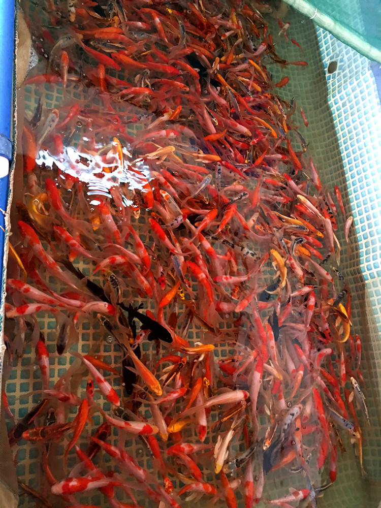 冷水好养金鱼活体锦鲤小红草鱼红鲫鱼红鲤鱼龙鱼增色活体鱼苗批发