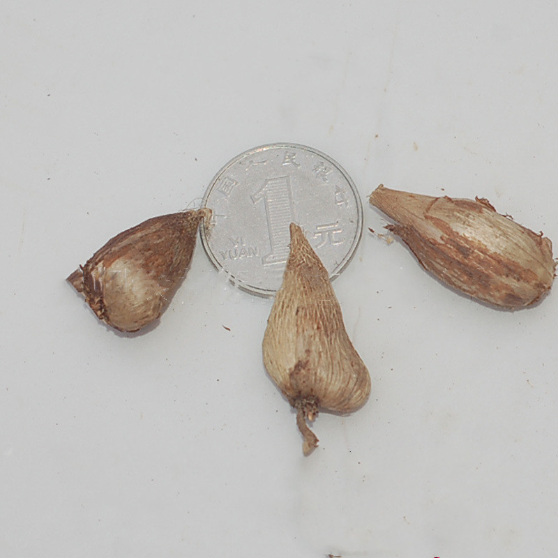 批发盆栽球根花卉香雪兰种球多色重瓣小苍兰球根室内外耐寒易养