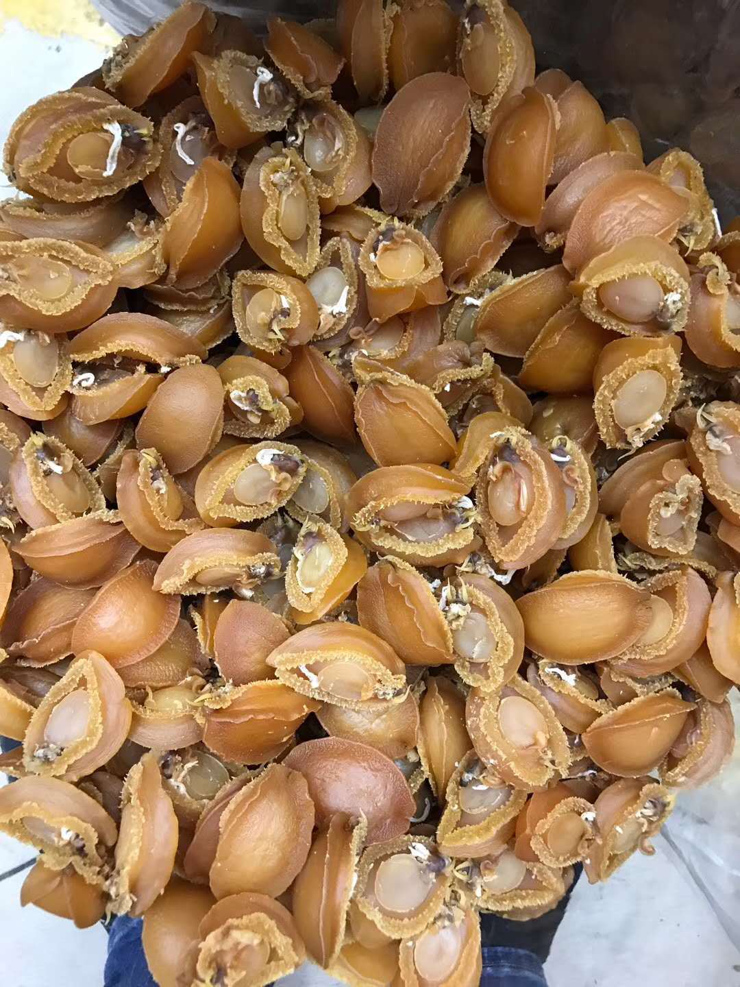 一德路海味 黄金鲍鱼 个个漂亮 30-40头 50头 一样价￥490