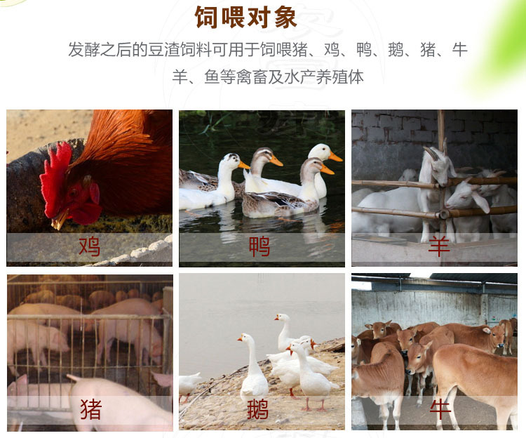 发孝1000斤豆渣做饲料喂鸡需要多少豆渣发酵剂