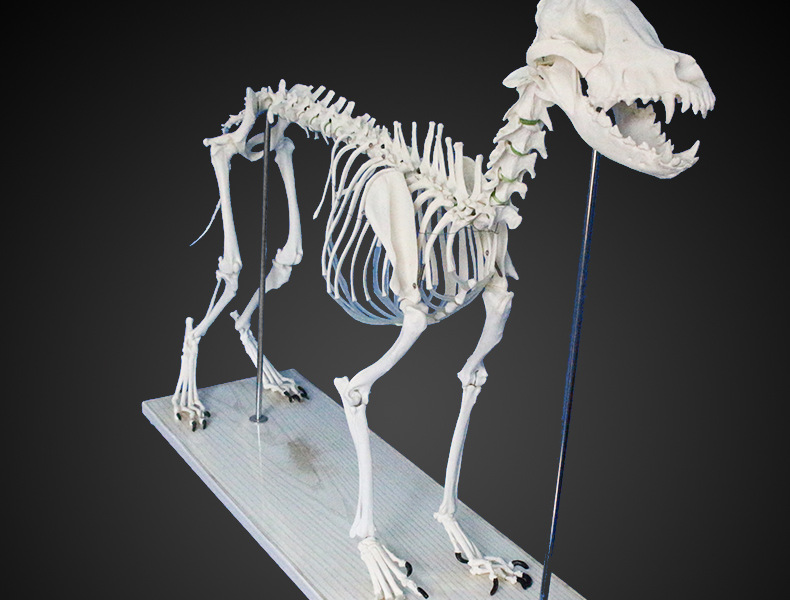 大狗骨骼模型解剖模型仿真标本骨骼教学演示犬类狗骨骼模型标本