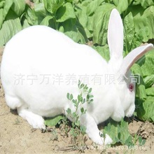 比利时兔批发大型肉兔子活体厂家直供兔苗幼崽出售兔子活体种兔