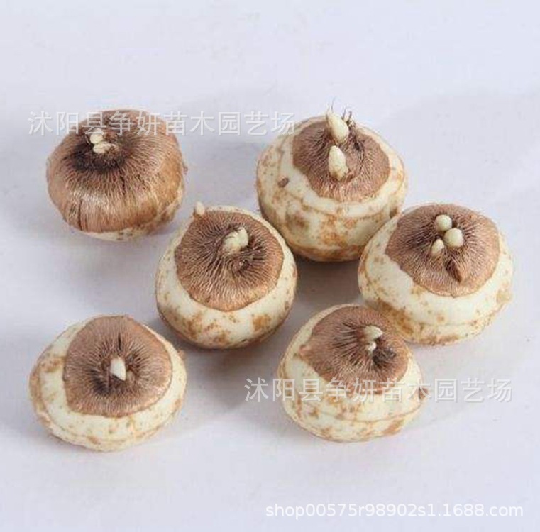 批发剑兰种球 优质唐菖蒲种球球根花卉土培水培当年开花量大优惠-阿里