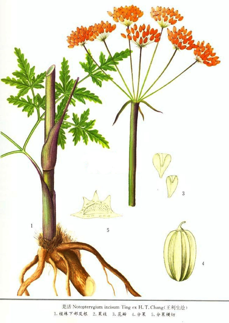 鉴丰羌活精油100%纯天然单方草本油 羌活油 羌青精油 羌滑精油