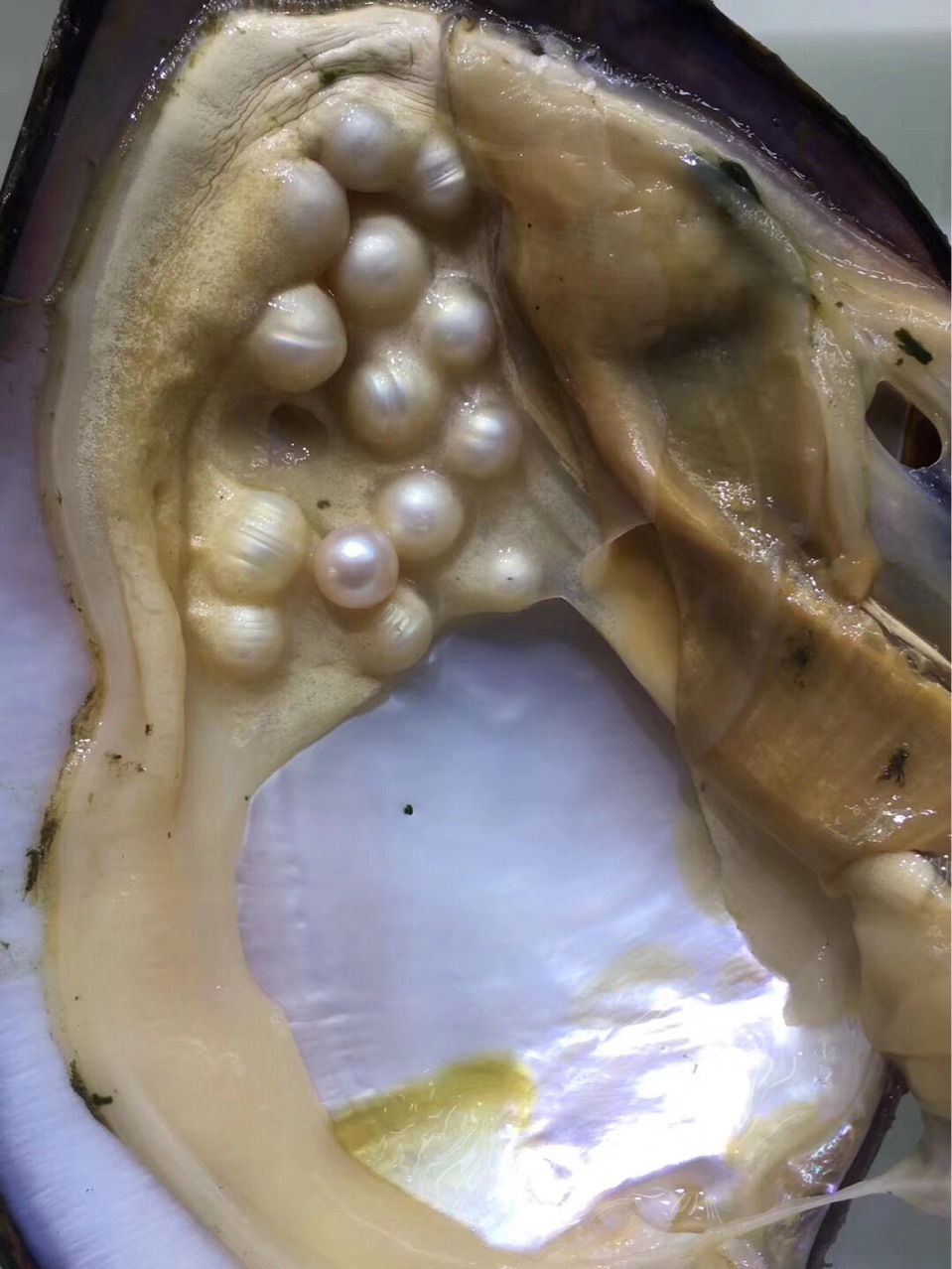 7-8年老河蚌 基本10mm左右颗粒珠 6-7钱左右适宜直