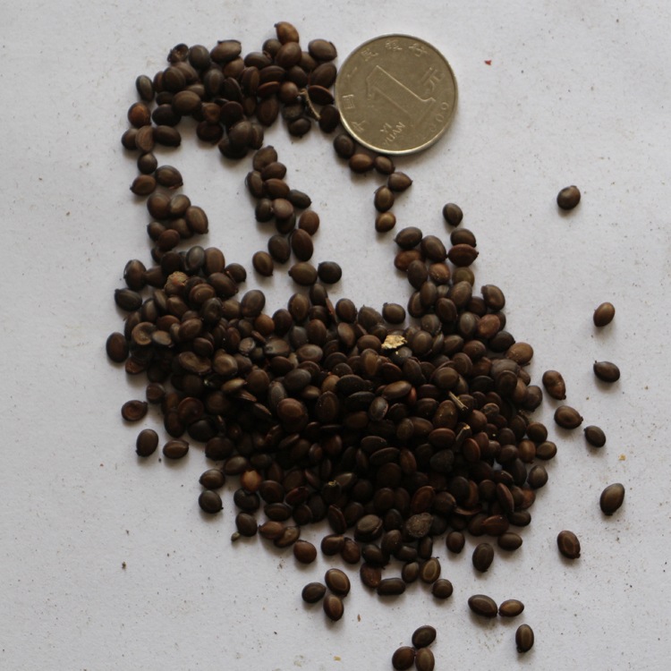 相思树相思树台湾相思树种子 相思树种子 保质保量 园林绿化