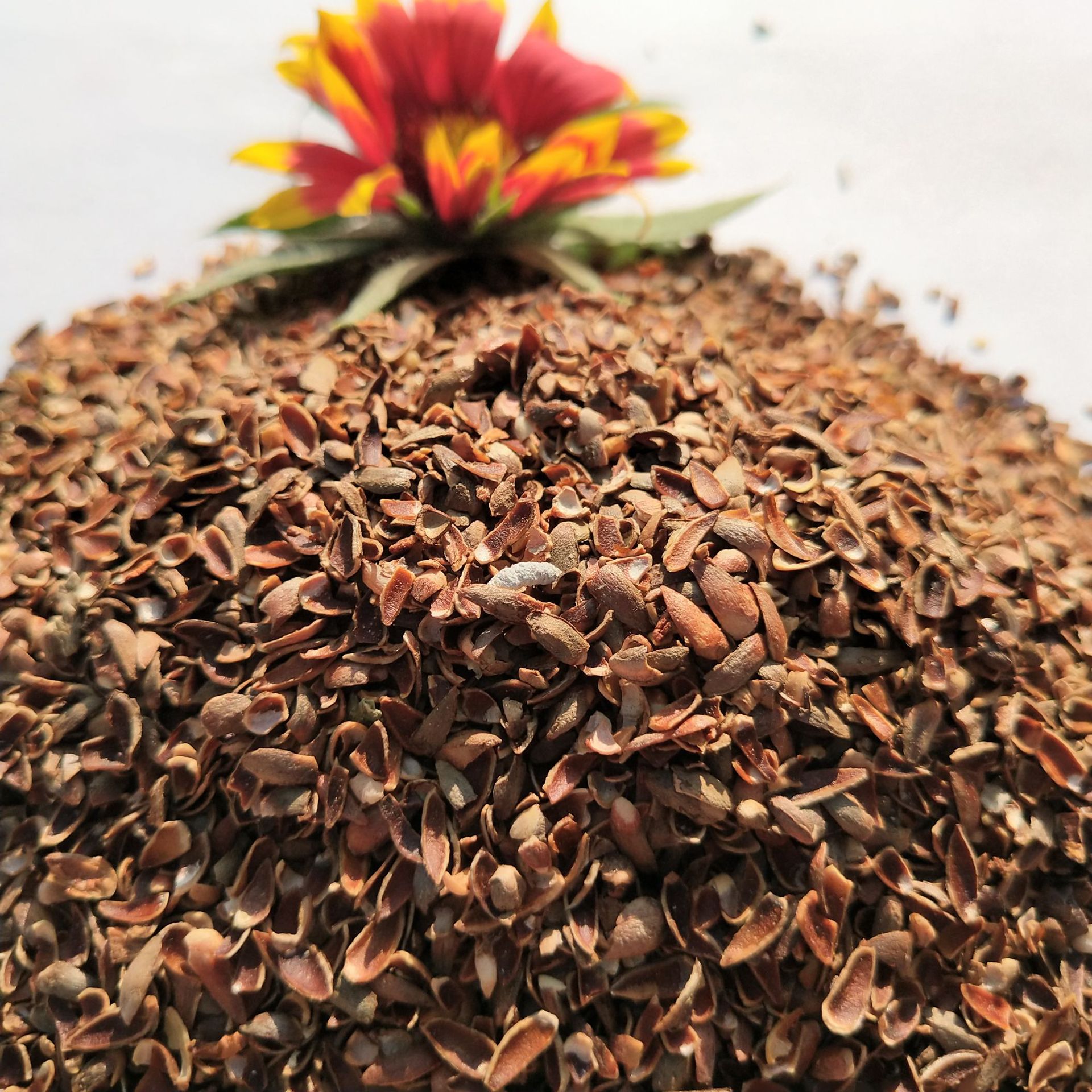 产地供应润康侧柏壳 枕头座垫填充物枕芯 柏壳装枕头