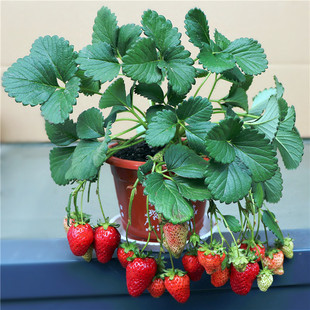 草莓苗四季盆栽
