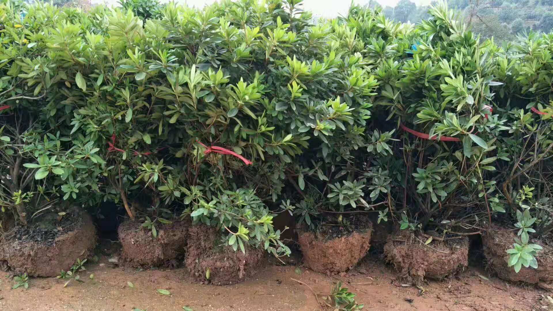 自家苗圃出售杜鹃球 冠幅 30-80cm 杜鹃小苗 春鹃苗 量大规格齐全