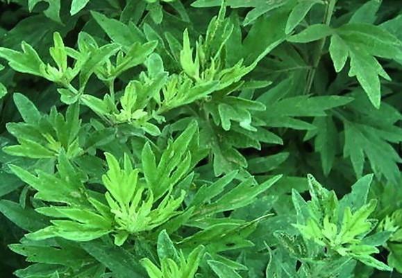 5年五年陈蕲艾叶-湖北蕲春干艾叶艾草--产妇艾叶500g