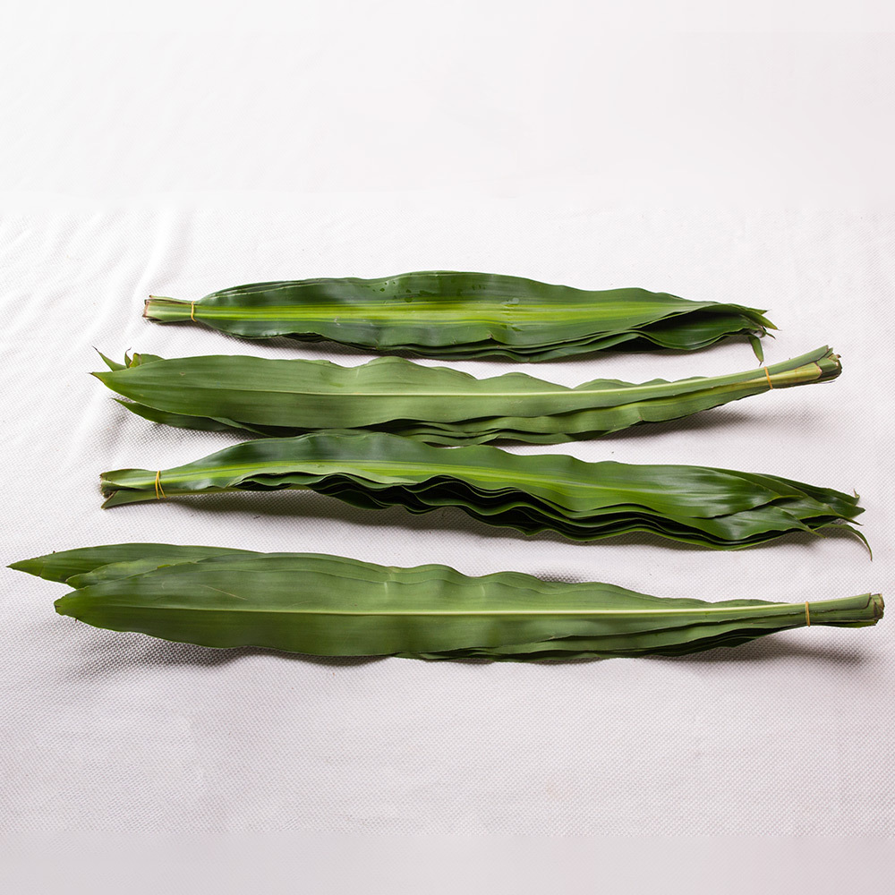 红日花卉 鲜花批发配叶 巴西叶批发一件5扎50支 鲜切花基地直供