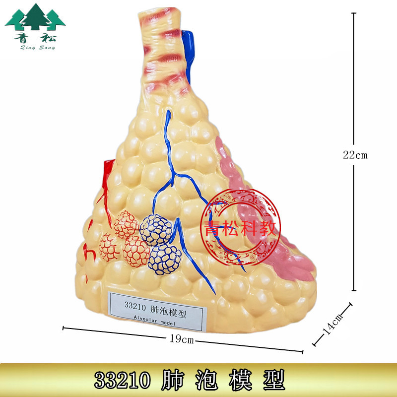 33210肺泡模型呼吸系统人体器官初中高中生物教学演示模型