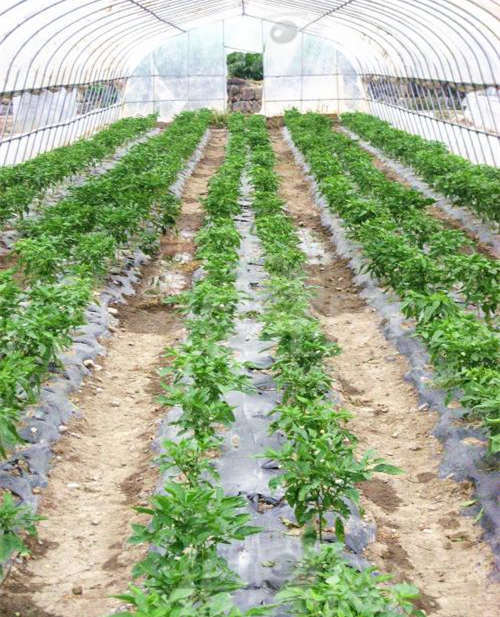 辣椒定植前后管理要点!