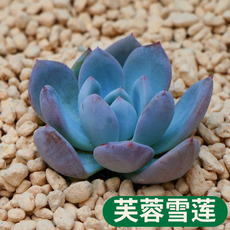 多肉植物 芙蓉雪莲 盆栽绿植花卉盆花组合多肉办公室盆景