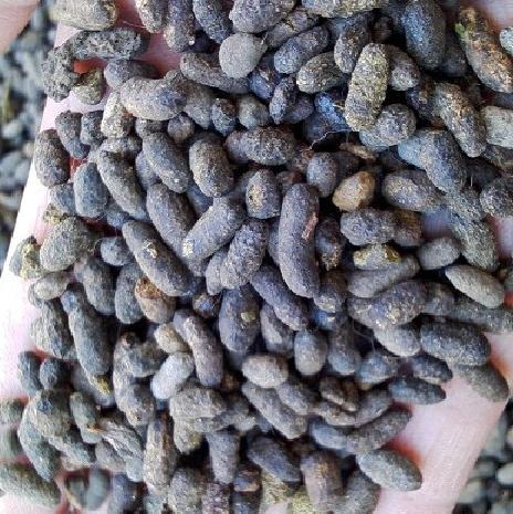 五灵脂 正品 灵脂 灵脂米 生五灵脂 生黑牵牛 中药材批发