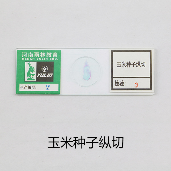 生物学切片标本 生物显微镜标本切片生物实验玉米种子纵切