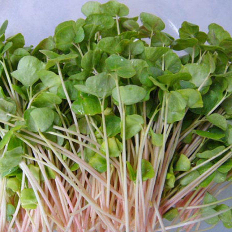 黑苦荞 麻苦荞 甜荞芽酿酒种子专用500g5件包邮2019年新种子