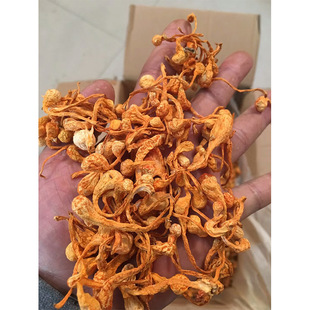 虫草花干货 无硫磺熏染北虫草花乱草 蛹虫草 孢子头 大量批发1kg