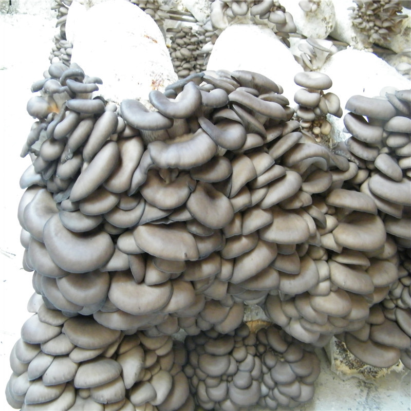 平菇出菇高产图