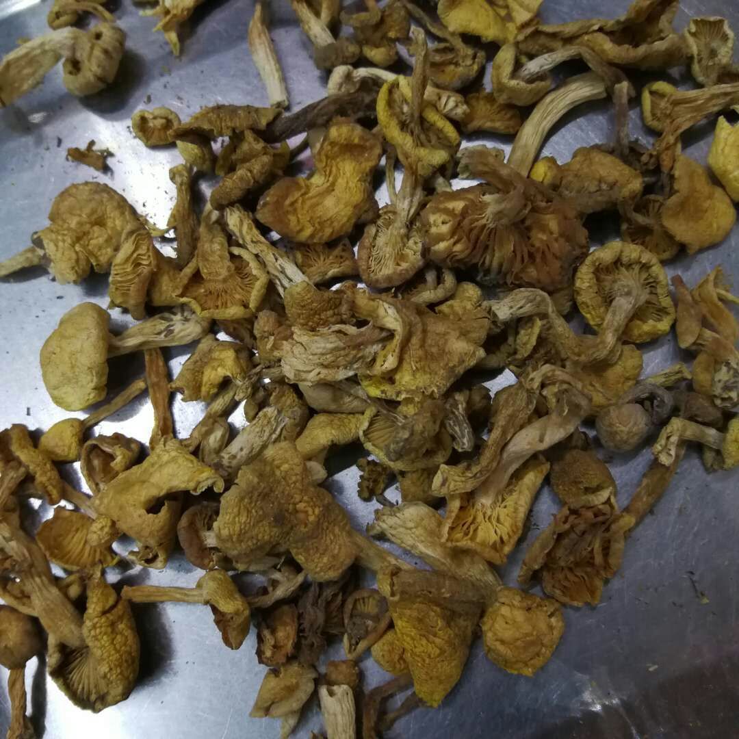 长白山小黄蘑 东北小黄蘑菇 小黄蘑菇 东北蘑菇 批发
