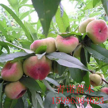 直销蟠桃桃树苗 桃树种植 香脆可口 当年结果苗|南北皆适宜种植