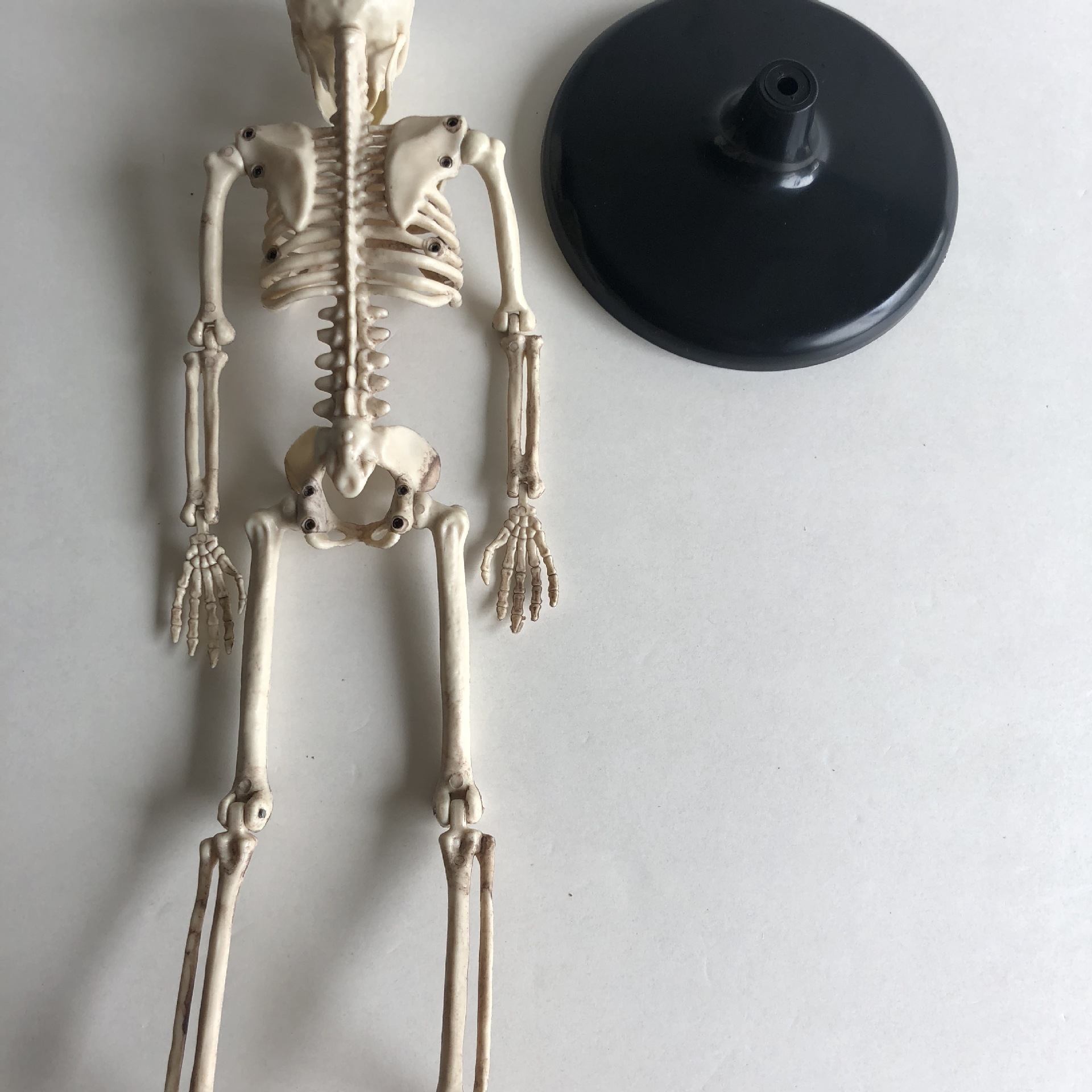 j39051儿童骨骼模型45cm骷髅模型小学科学教学仪器厂家批发