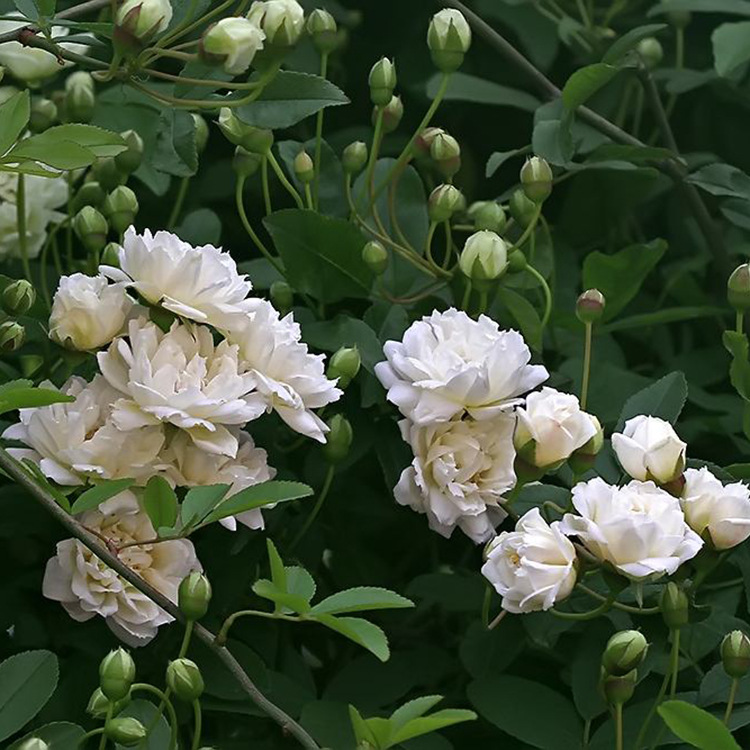 苗圃批发阳台盆栽攀援花卉 白木香花苗 白木香小苗 规格齐全