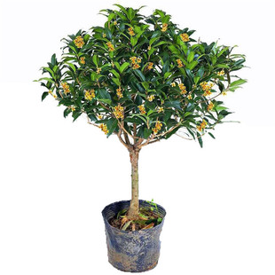 批发各个品种桂花树苗 庭院绿植桂花树价格表 造型优美品种齐全