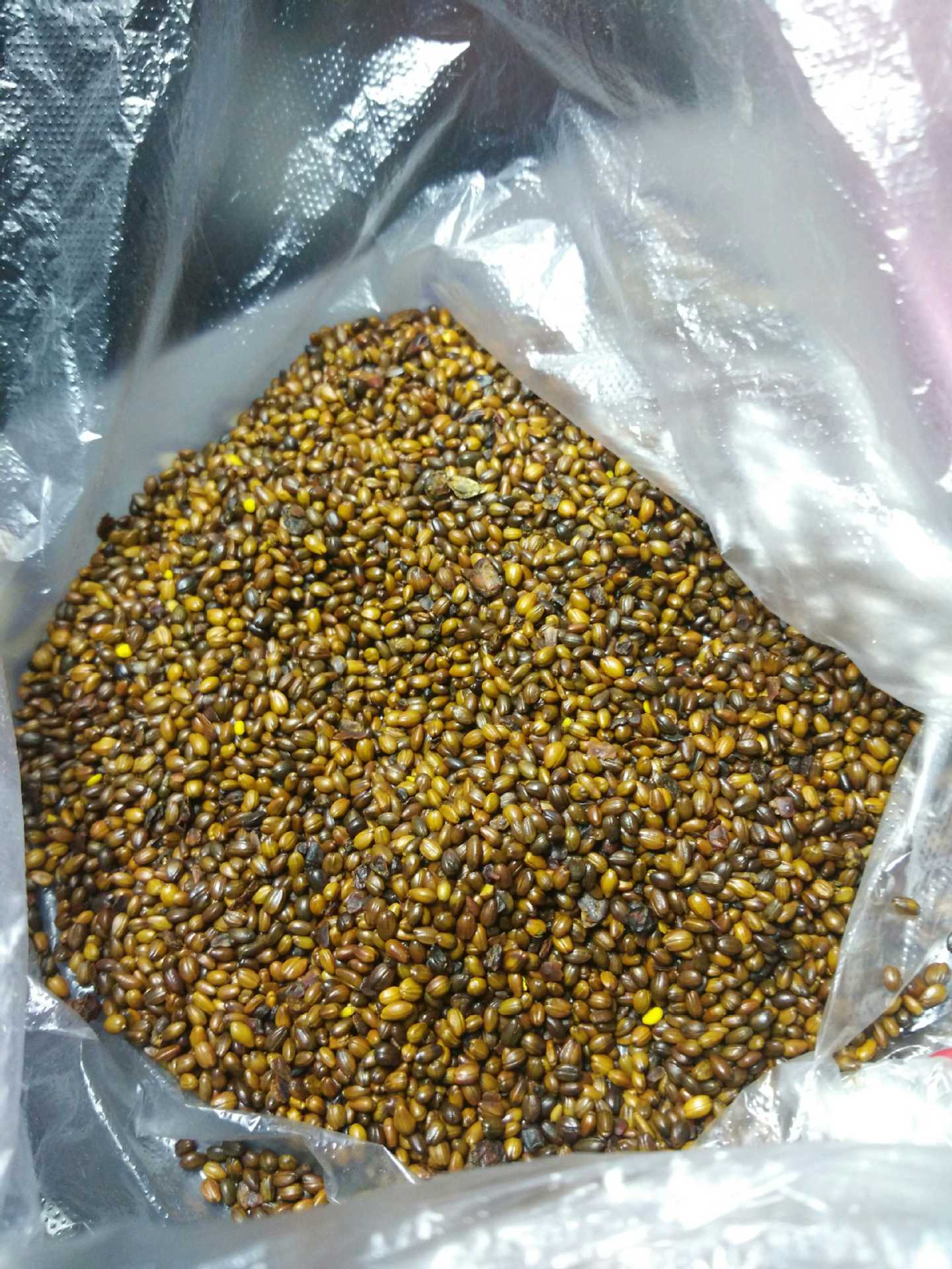 种业沙棘种子大果沙棘中华沙棘俄罗斯大果深秋红种子-阿里巴巴