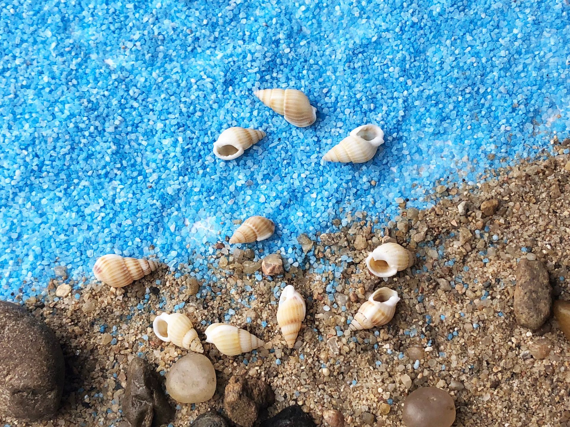 微景观 天然海螺贝壳精品水族装饰 摆件收藏浅纹螺 小海螺米螺