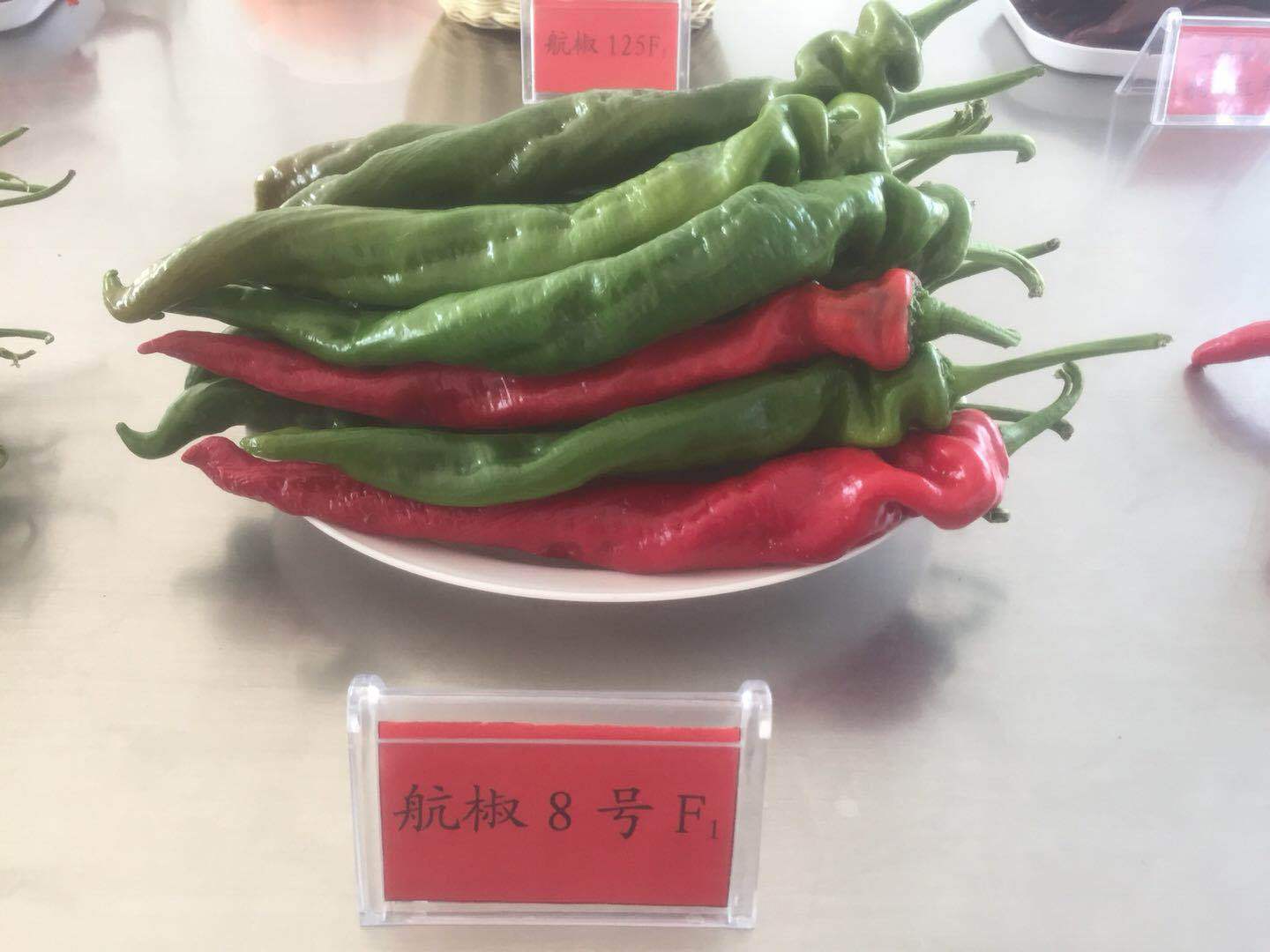2018年太空种子航天种子 新版包装航椒8号高产 抗逆 抗病大螺丝椒