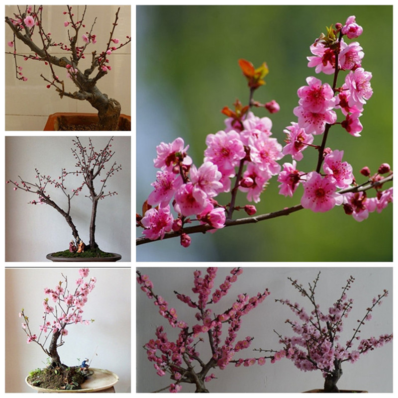 美人梅造型盆景嫁接红梅盆栽室内外桌面文人造型梅花植物树桩多款