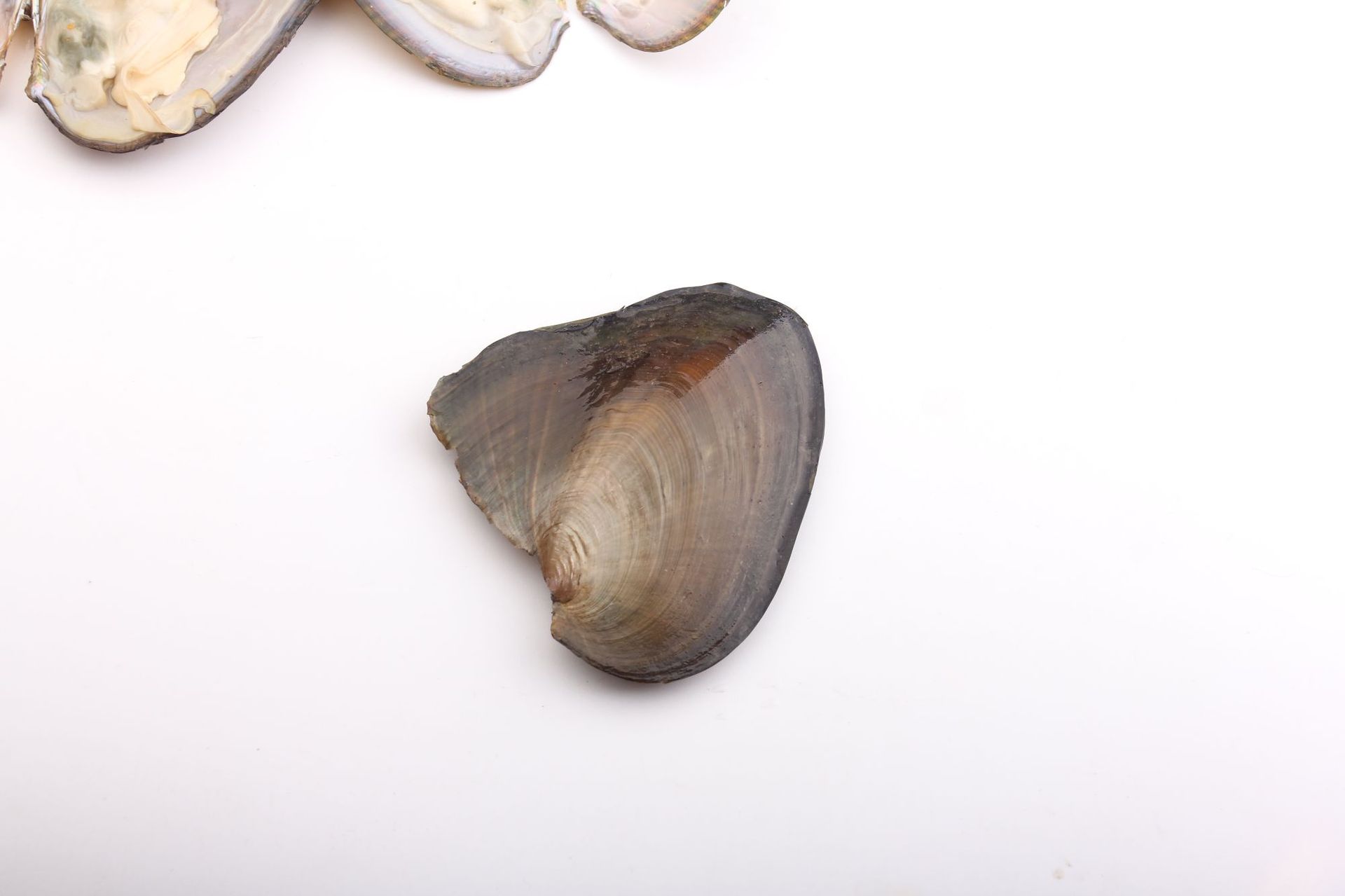 七彩25色多色染色圆珠形珍珠 海水珍珠河蚌 真空包装 天然色