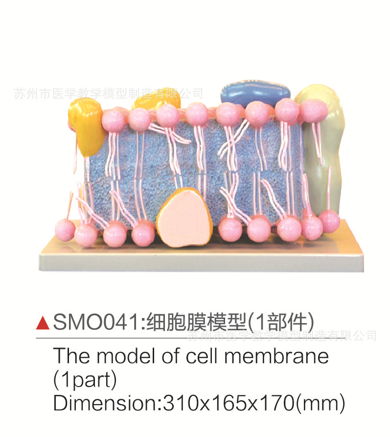 smdd041细胞膜模型(1部件)